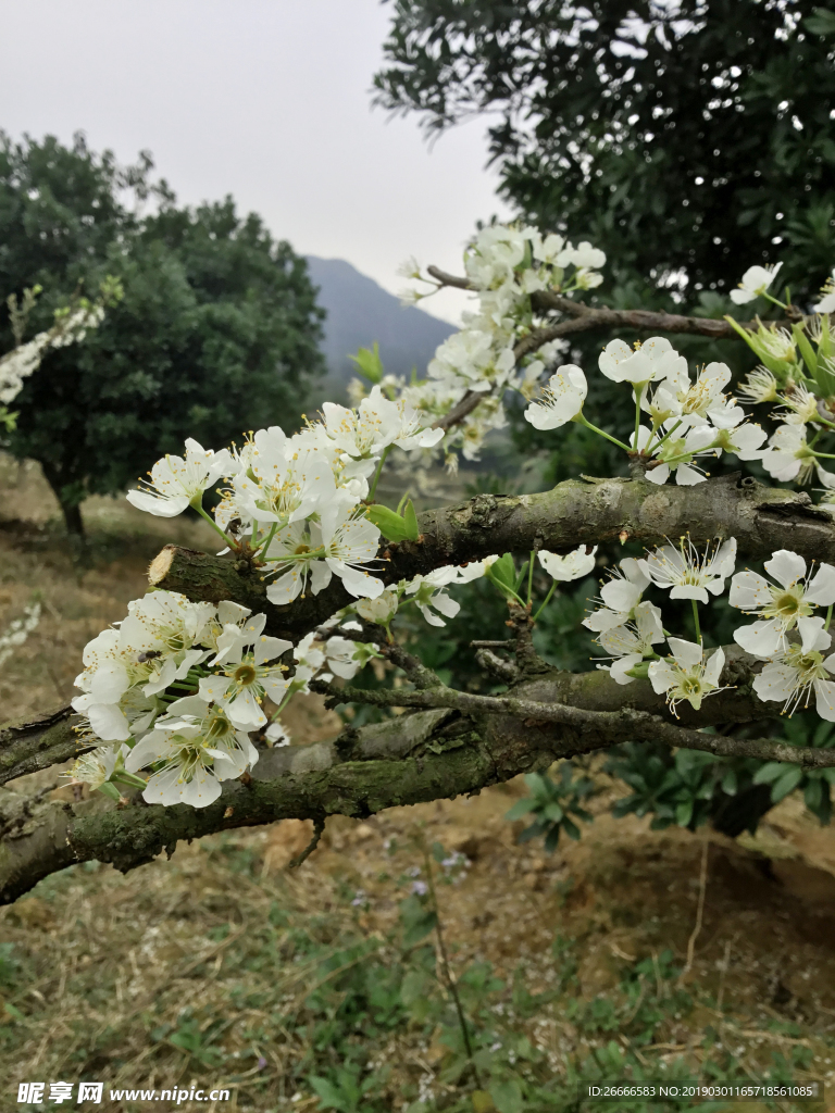 李花