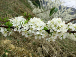 李花