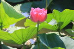 莲花荷花