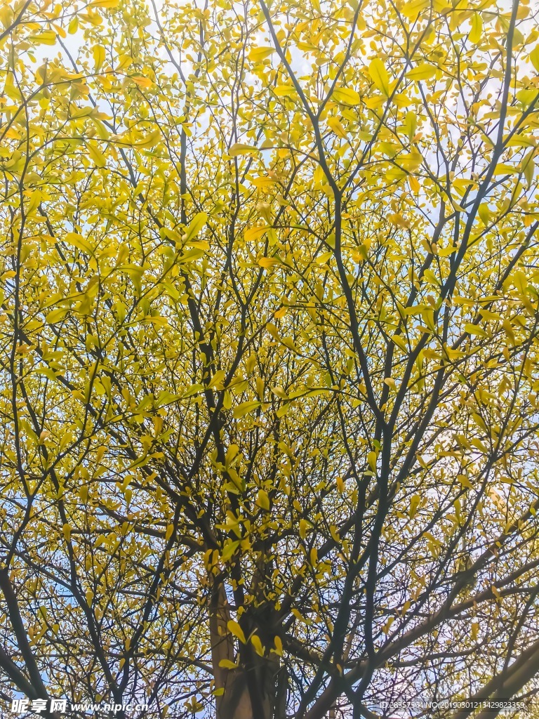 树