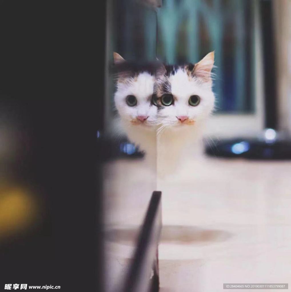 猫