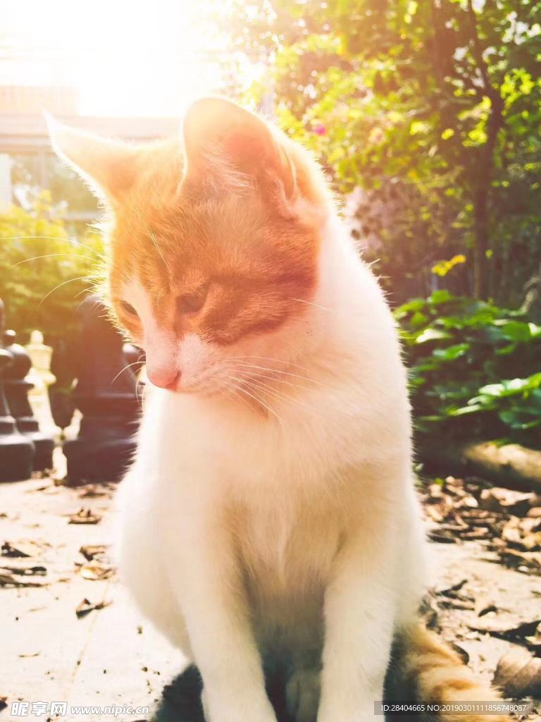 猫