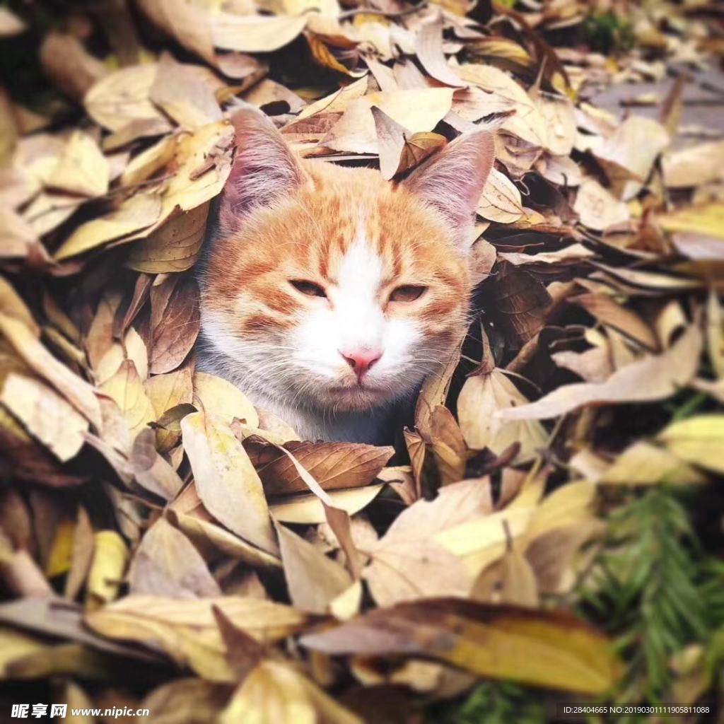 猫