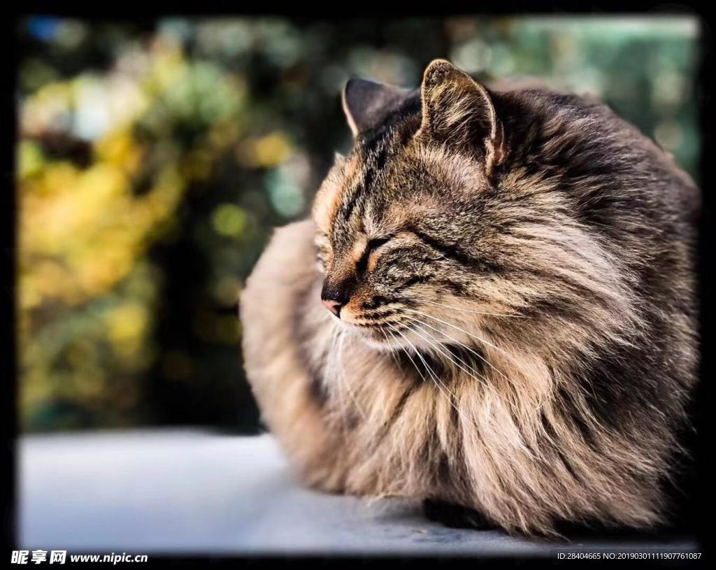 猫