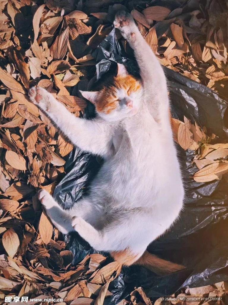 猫
