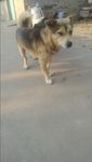 狗仔