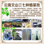三七药材介绍