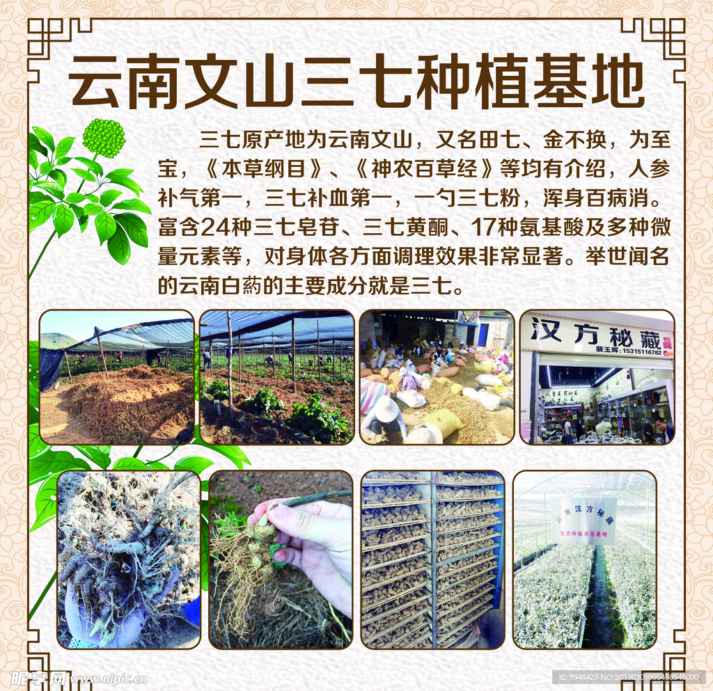 三七药材介绍