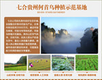 淘宝 网店 首乌 种植基地
