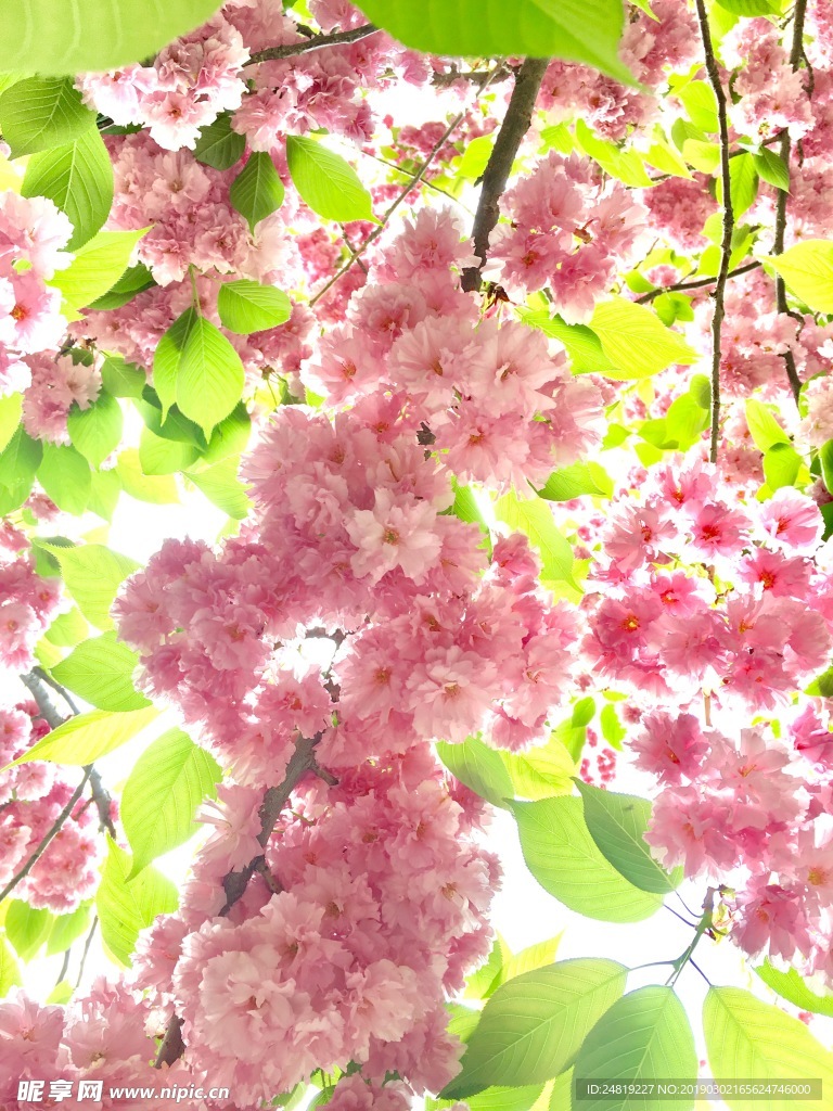 桃花