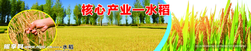 水稻 稻田  稻穗 稻子 金黄