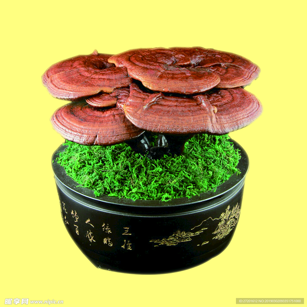 盆栽