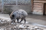 野猪