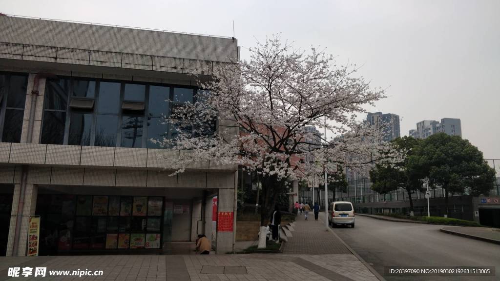 樱花粉的浪漫