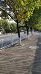 路边林荫道