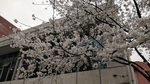 樱花Sakura