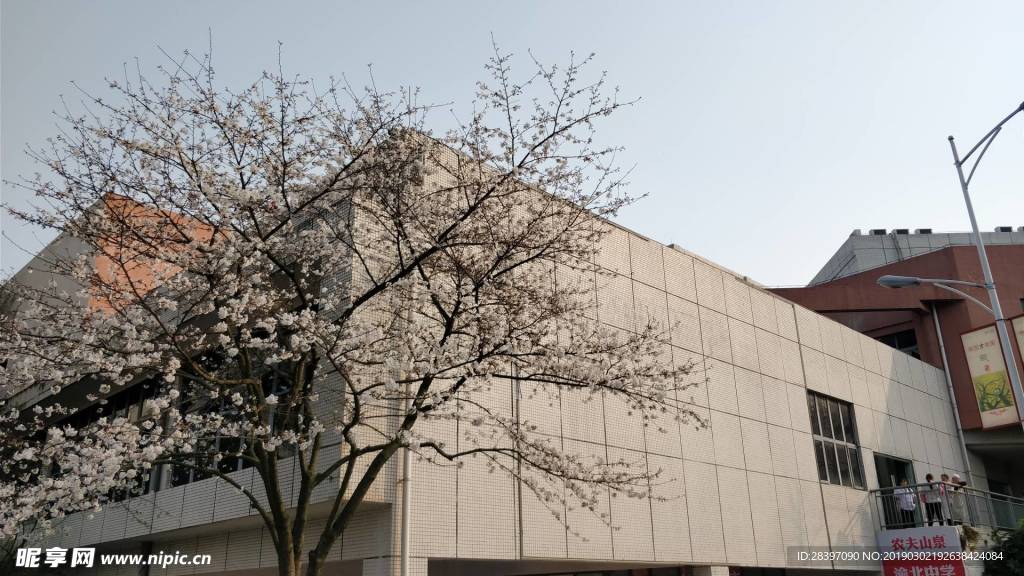 樱花Sakura