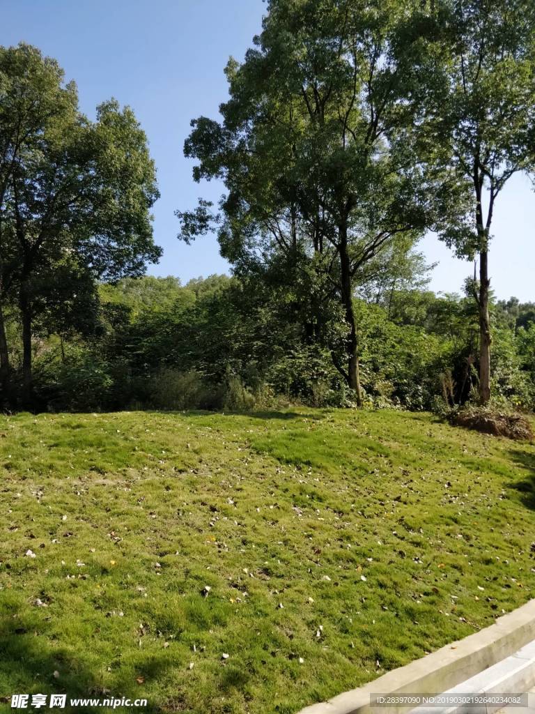 阳光风景树木