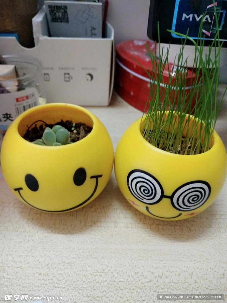 小盆栽