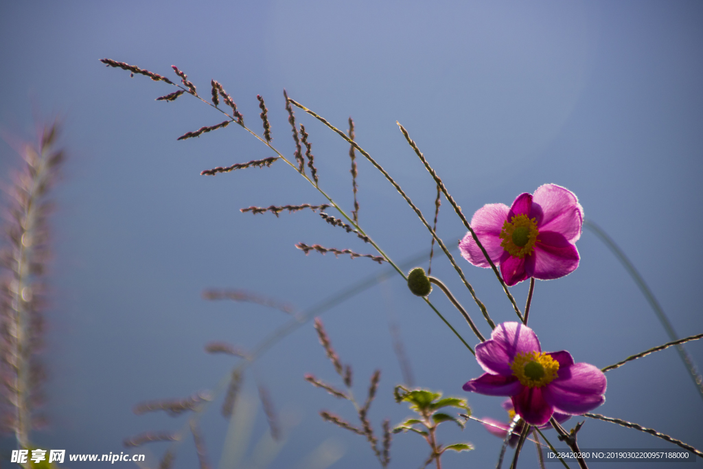 野棉花