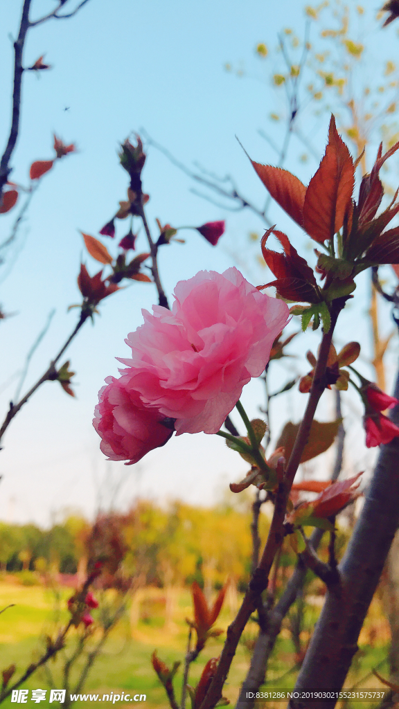 娇艳的花朵