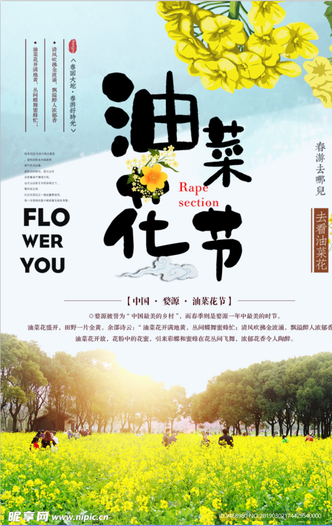 油菜花