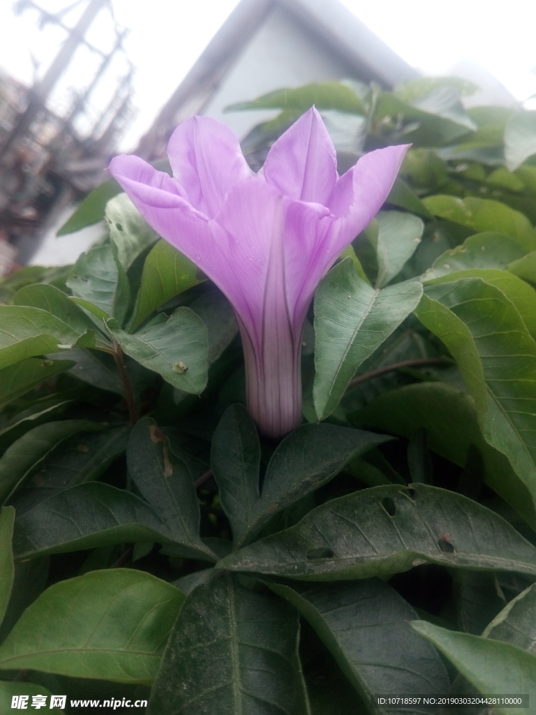 喇叭花