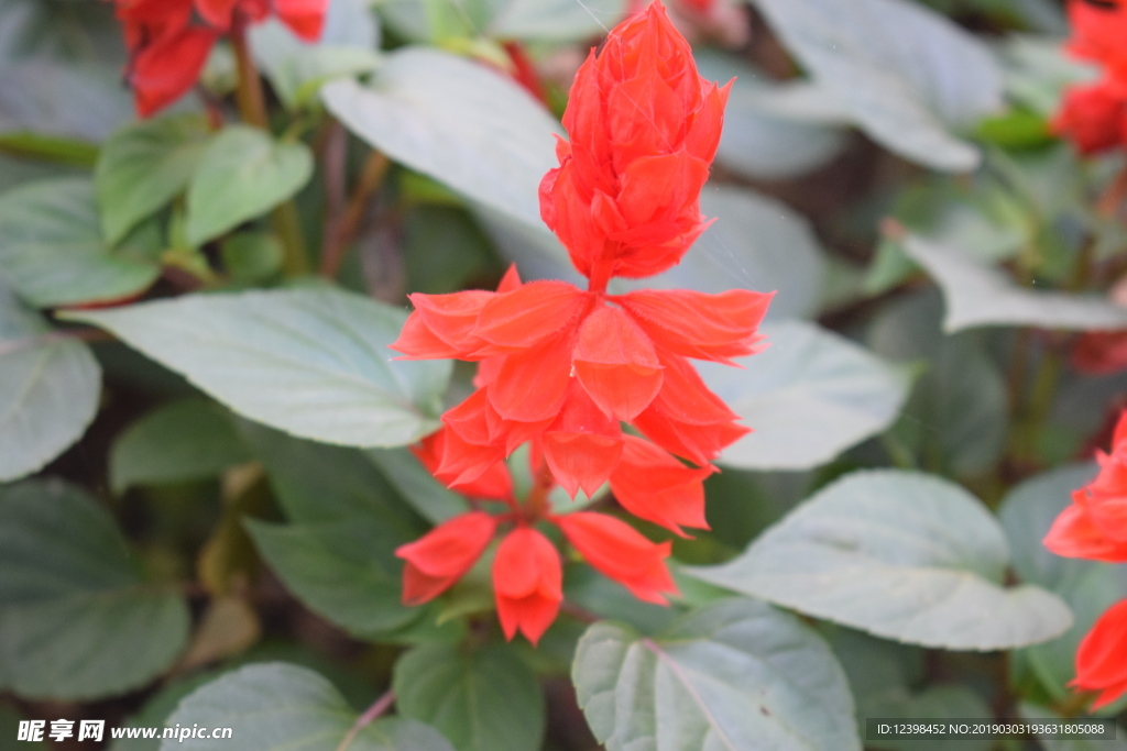 一串红鲜花