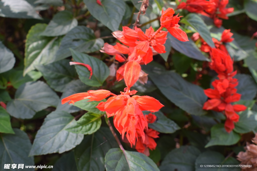 一串红鲜花