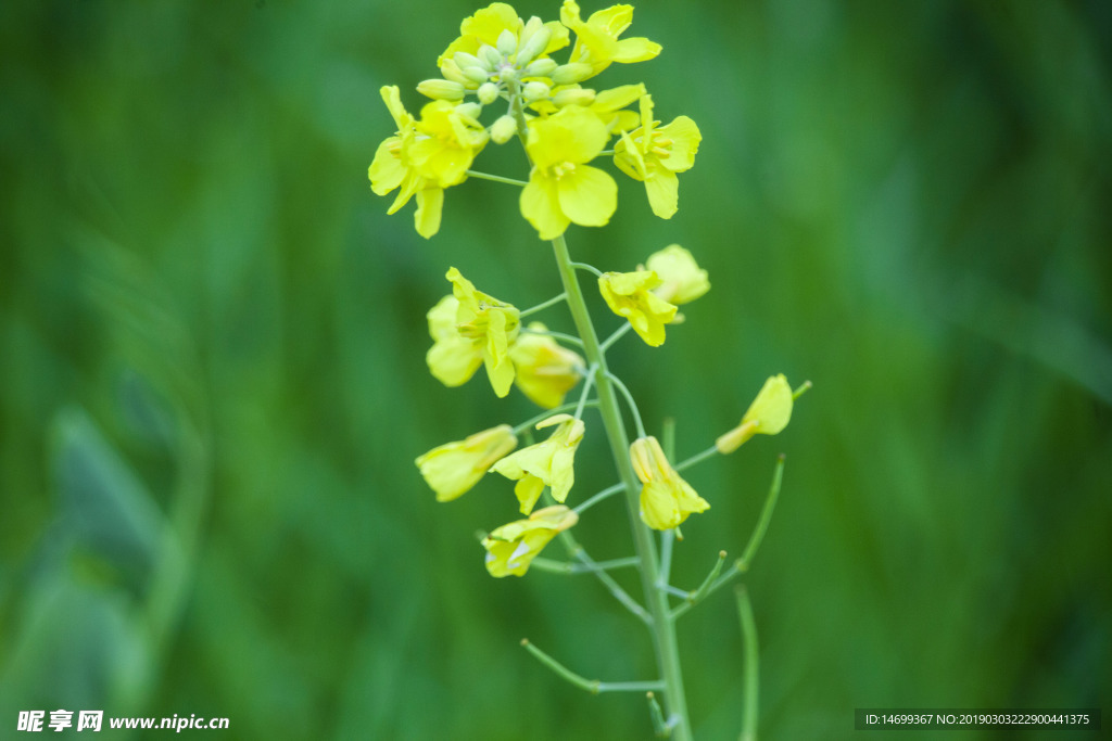 油菜花
