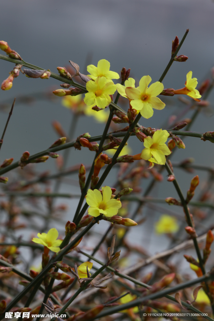迎春花