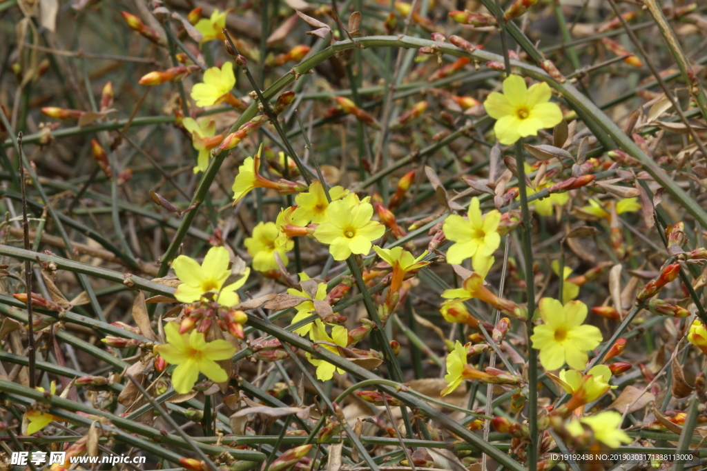 迎春花