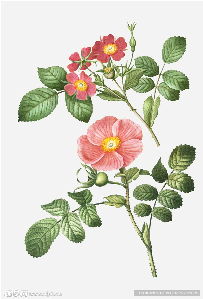 矢量鲜花