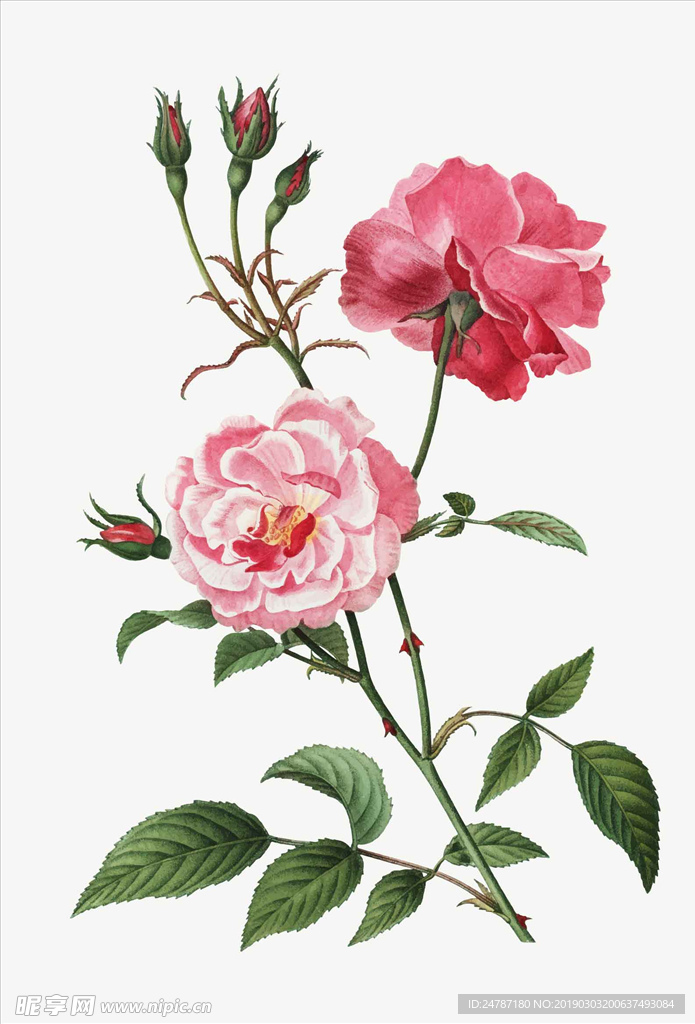 矢量鲜花