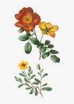 矢量鲜花