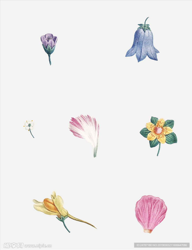 矢量鲜花