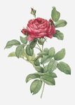 矢量鲜花