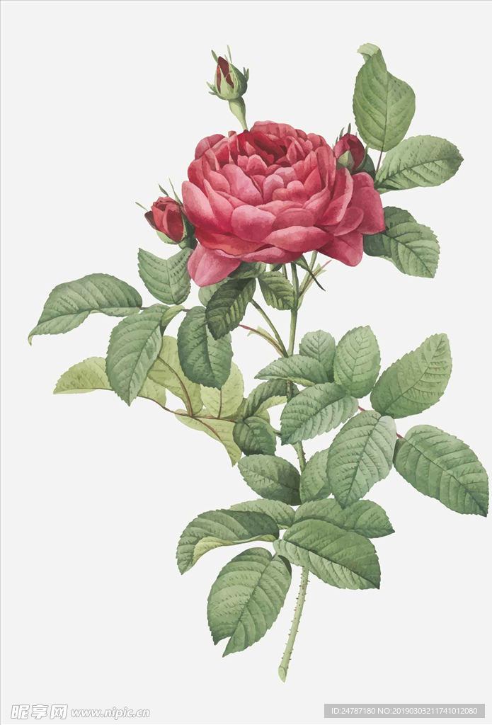 矢量鲜花