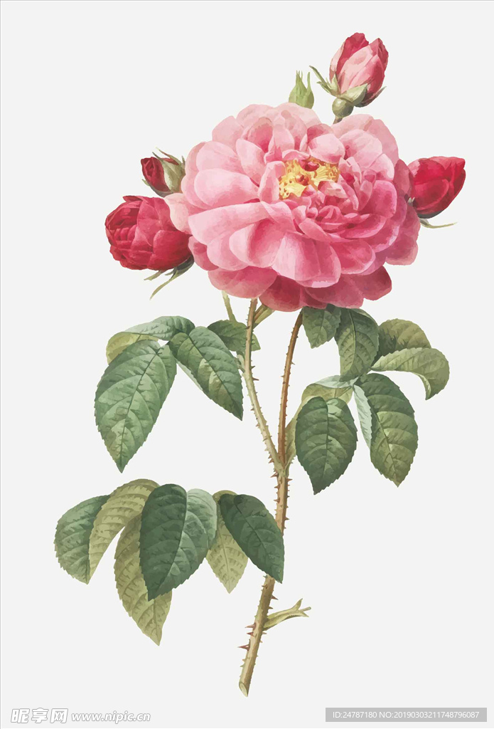 矢量鲜花
