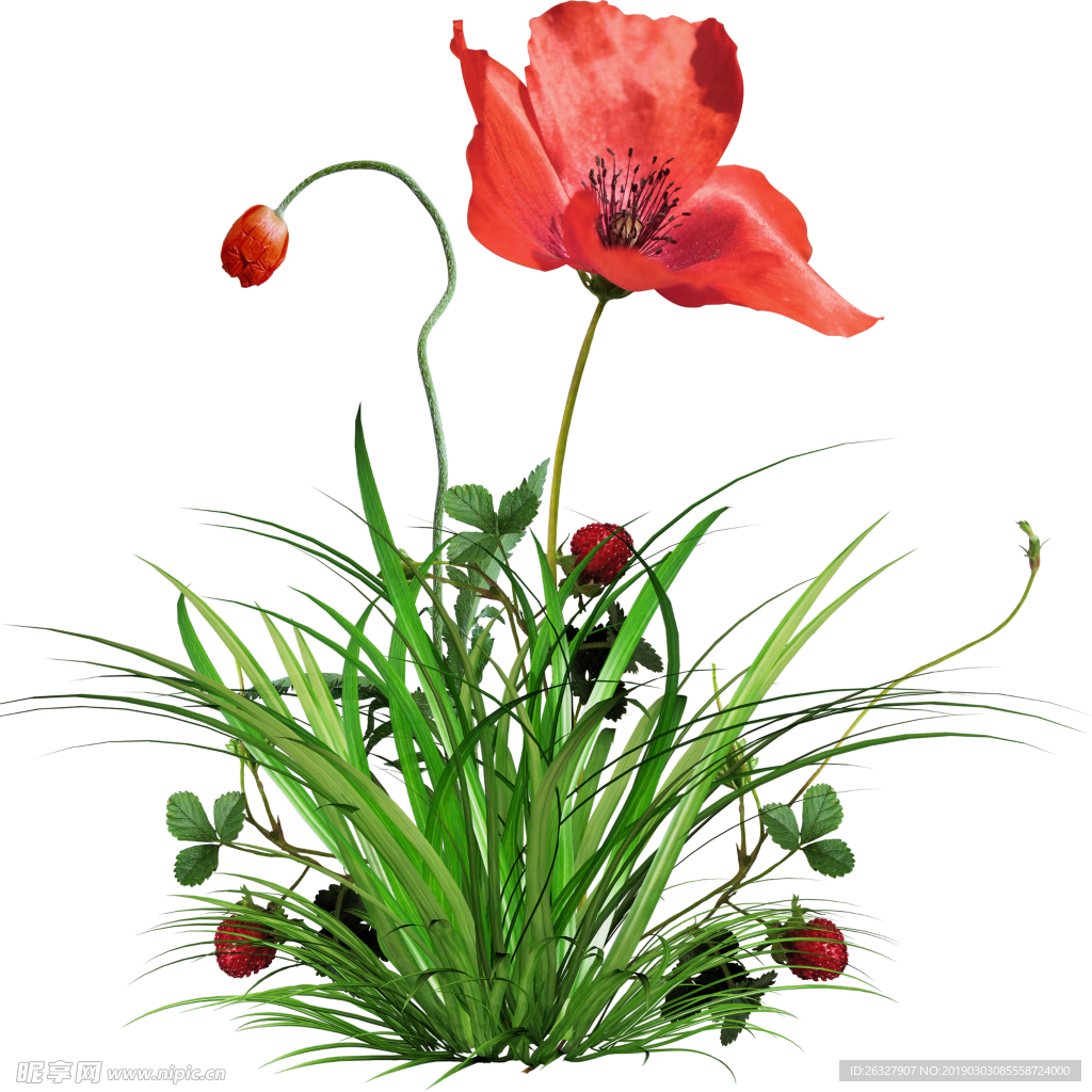 花草