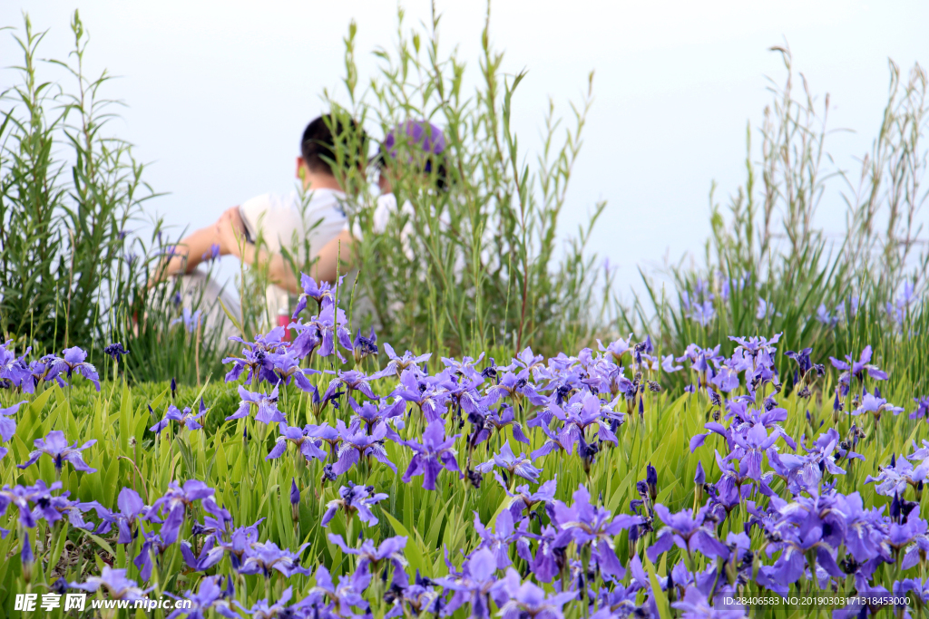 花海