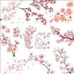 樱花
