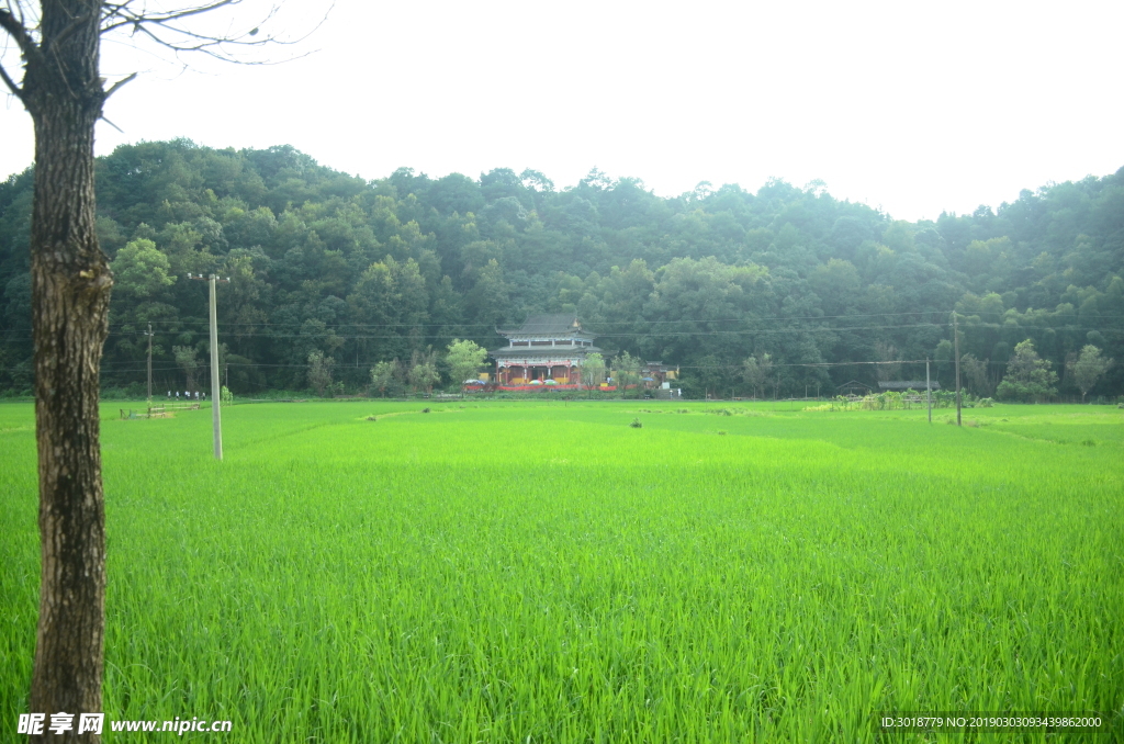 稻田