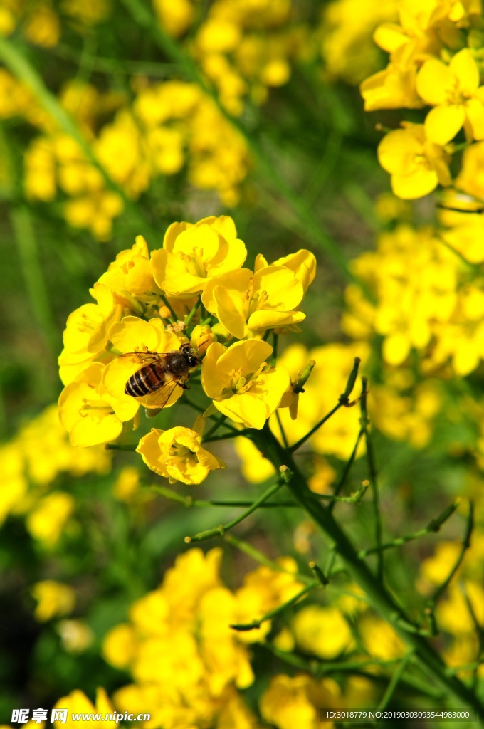 油菜花