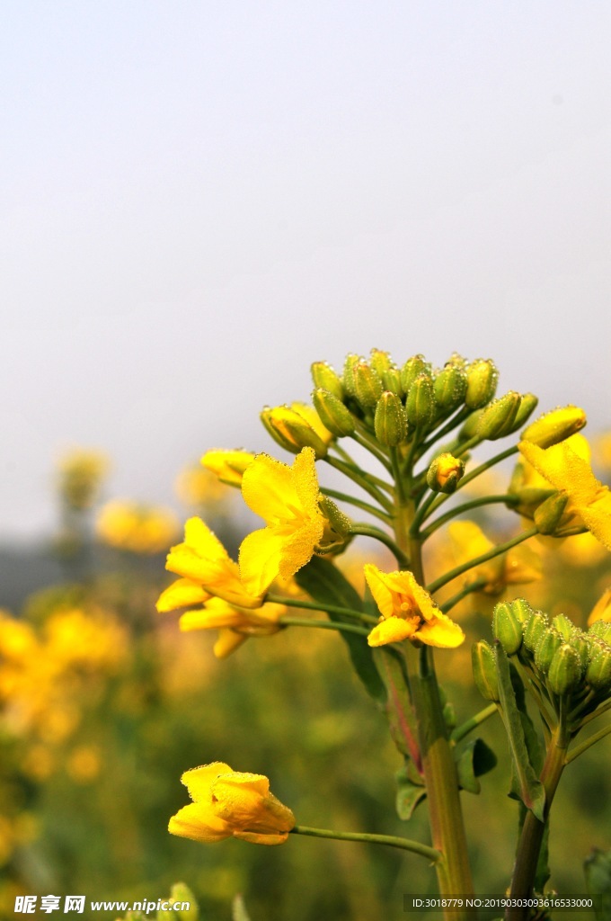 油菜花