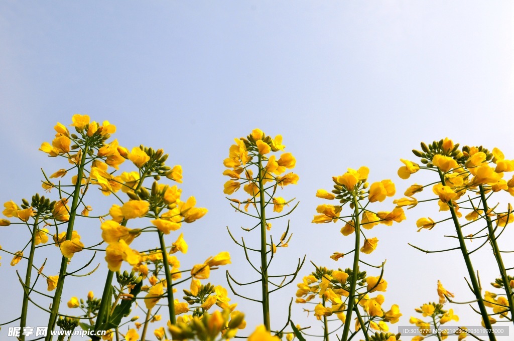 油菜花