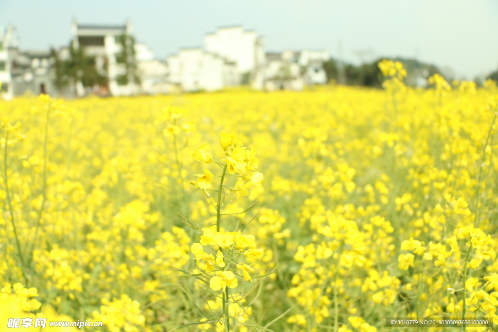 油菜花