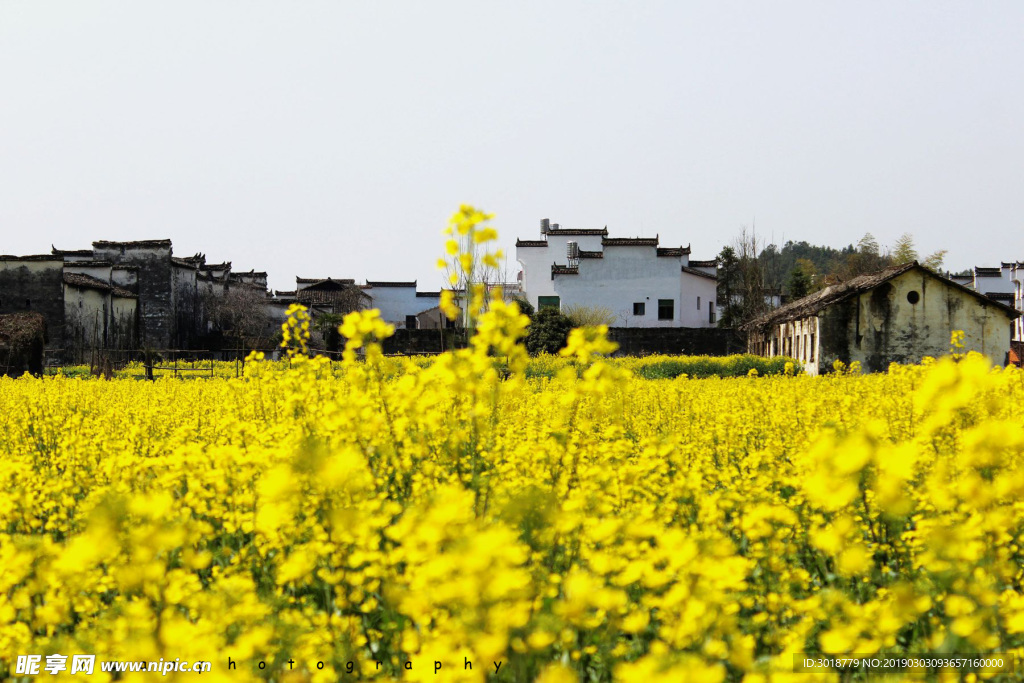 油菜花