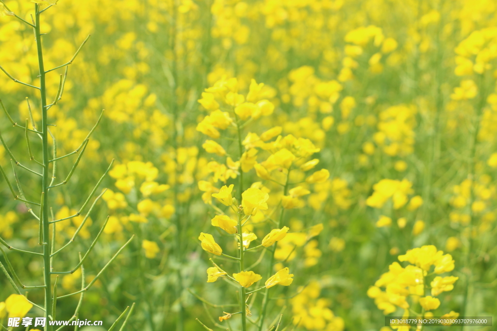 油菜花