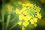 油菜花